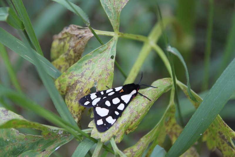 Papillon. Ecaille villageoise. Lépidoptères famille des Erebidaes.  Au jardin. LISE JALOUX